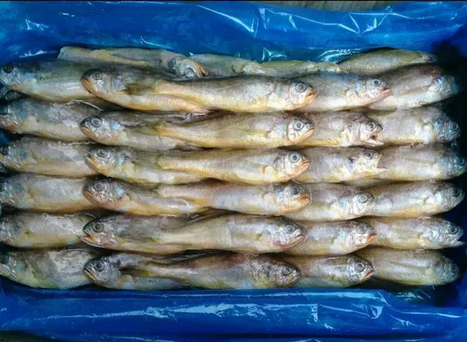 印度冻鱼进口清关有什么要求？